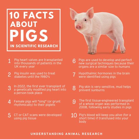 10 Facts Pigs :: Understanding Animal Research Pig Facts, Pig Heart, Animal Research, Animal Experiments, Library Media Center, Library Images, Pet Pigs, Video Library, Animal Facts