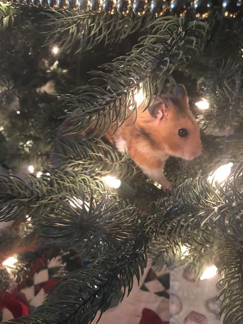 Suchi on the Christmas tree Hamster Photography, Hamster Christmas, Christmas Hamster, Funny Hamster, Cute Merry Christmas, Hamster Habitat, Baby Hamster, Hamster Care, Hamster Cages