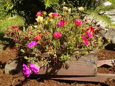 Moss Rose Plants Growing in a Wooden Planter, Portulaca Rose Moss Planter Ideas, Moss Rose Purslane, Beach Roses Plant, Double Flower Moss Rose, Mountain Rose Succulent, Portulaca Grandiflora, Growing Moss, Southern Oregon, Planting Roses