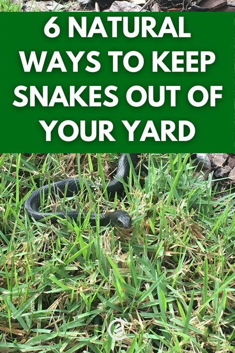 6 Tips to Keep Snakes OUT Plants To Deter Snakes, Repel Snakes In Yard, Getting Rid Of Snakes In Yard, Plants That Deter Snakes, Moth Balls For Snakes, Best Snake Repellent, Snake Deterrent Plants, Get Rid Of Snakes Around House, Snake Proof Yard