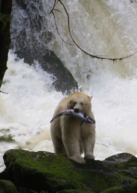 Spirit Bear Lodge - Spirit Bear Bear Shifter Aesthetic, White Bear Aesthetic, Native Oc, Bear Astethic, Touching Spirit Bear, Kermode Bear, Bear Spirit Animal, Spectacled Bear, Bear Aesthetic