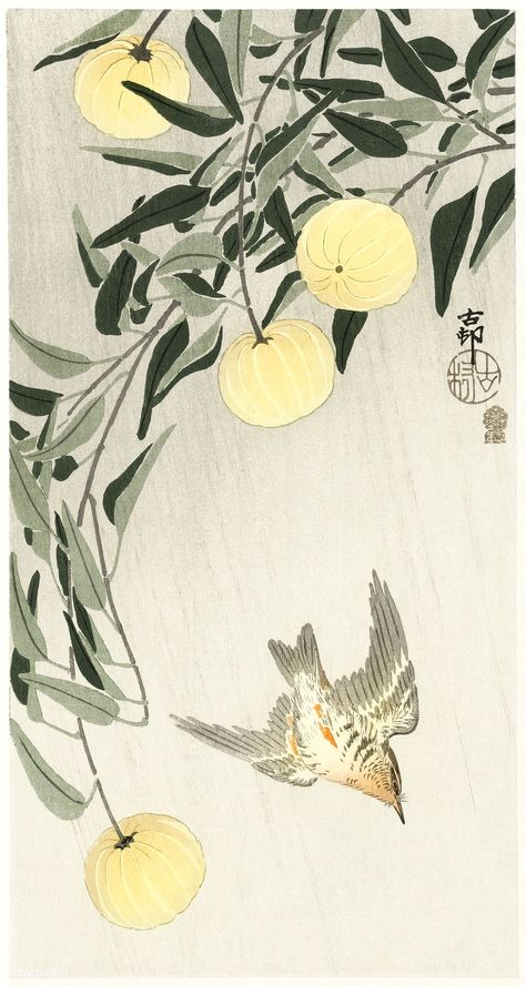 Koson Ohara, Ohara Koson, Yellow Fruit, Art Exhibition Posters, John James Audubon, Summer Rain, Popular Art, Art Japonais, Portrait Sketches