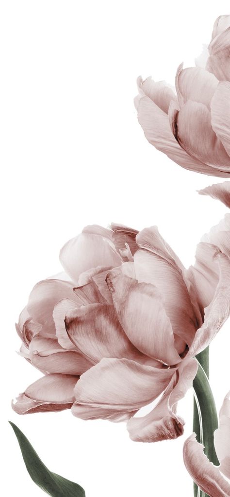 Desenio Posters, Tulips Wallpaper, Wallpaper Flower, Flowery Wallpaper, 背景 シンプル, Phone Wallpaper Images, Wallpaper For Your Phone, Flower Phone Wallpaper, Iphone Background Wallpaper