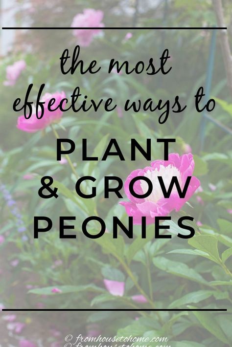 the most effective ways to plant & grow peonies | Gardening How To Grow Peonies, Grow Peonies, Peony Plant, Full Sun Garden, Full Sun Shrubs, Full Sun Flowers, Peony Leaves, Peony Bush, Planting Peonies