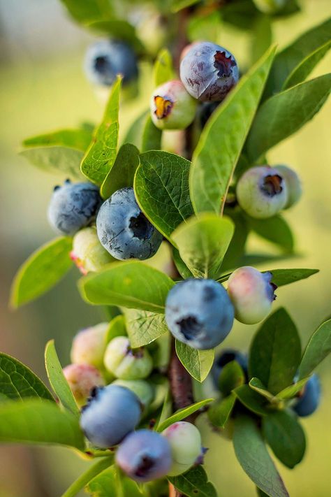 detail of blueberries hanging vertically Harvest Fruit, Pruning Plants, Growing Blackberries, Fruit Fast, Prune Fruit, Gardening Tricks, Acidic Soil, Growing Raspberries, List Background