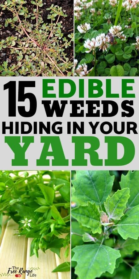 15 Common Edible Weeds You Probably Have in Your Yard Medicinal Wild Plants, Medicinal Weeds, Edible Weeds, Wild Foraging, Wild Food Foraging, Medicinal Herbs Garden, Medicinal Garden, Edible Wild Plants, Garden Weeds