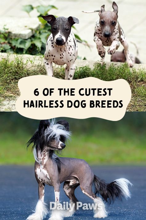 From the Peruvian Inca Orchid to the Chinese Crested, learn all about what makes these dogs hairless. #breeds #petbreeds #breedroundup #catbreeds #kittenbreeds #dogbreeds #bestcatbreeds #bestdogbreeds Hairless Dog Breeds, Peruvian Inca Orchid Dog, Hairless Dogs, Chinese Crested Puppy, Peruvian Hairless Dog, Chinese Crested Hairless, Mexican Hairless Dog, Best Cat Breeds, Kitten Breeds