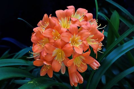 Popularmente conhecida como clivia, sua floração com tons de laranja possui o formato de um buquê Com suas flores charmosas e alaranjadas, a Clivia miniata – popularmente chamada clivia –, já é ornamental por natureza e gosta de locais iluminados, seja em um ambiente interno, seja no externo. Para quem deseja usá-la além da decoração, o seu florescimento com tons de laranja significa alegria e que boas notícias podem surgir, conforme o Feng Shui. Originária da África do Sul, a planta se adapta b Clivia Miniata, Beautiful Plants, Peach Fuzz, Feng Shui, Plants, Flowers, 10 Things