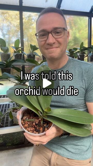 Raffaele Di Lallo on Instagram: "🌸Do you want to Become an Orchid Master? Check out the link in my profile to find out about my comprehensive online course on orchid growing.

🪴And as a reminder, your orchid will not die if you bury aerial roots. While it is best to repot when new roots are starting to grow, your plant will still adjust and benefit in the long term. In this case I had no choice but to bury the aerial roots anyway because all of the old roots in the pot of this recuse orchid had completely died. 

#orchidlover #plantcare #orchidcare" Growing Orchids On Trees, How To Revive An Orchid, Orchid Potting Ideas, Orchid Roots, Orchid Pot, Growing Orchids, New Roots, Interior Plants, Orchid Care