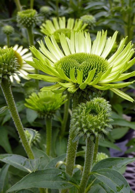 Cone Flowers, Forest Habitat, Virtual Flowers, Mums Flowers, Perennial Border, Flower Gardens, Beautiful Flower Arrangements, White Gardens, Flower Border