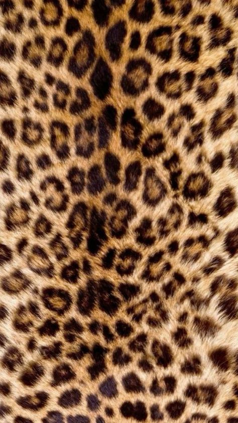 Coach Wallpaper, Wallpaper Profile, Cheetah Wallpaper, Leopard Print Wallpaper, Cheetah Print Wallpaper, Cheetah Style, Ad Layout, Indie Drawings, Wallpaper Photos