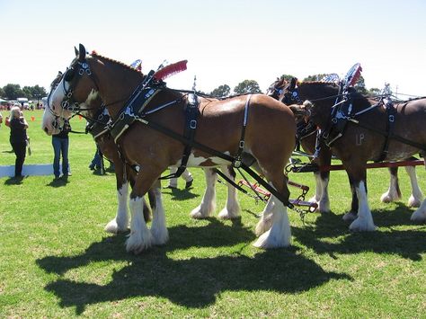 The Australian  Draught Horse Australian Draught Horse, Clysdale Horses, Clydesdale Horses Budweiser, Farm Horses, Irish Horse, Different Horse Breeds, Budweiser Clydesdales, Carriage Driving, Clydesdale Horses