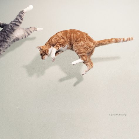 Flight Pictures, Flying Cat, Cat Anatomy, Cat Reference, Dancing Cat, Cat Pose, Cat Feeding, Cat Facts, Domestic Cat