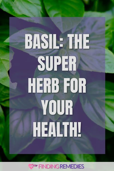 Basil: The Super Herb for Your Health! Basil Herb Benefits, Health Benefits Of Basil, Benefits Of Basil, Basil Health Benefits, Fruit Health Benefits, Studying Food, Fruit Benefits, Improve Heart Health, Natural Preservatives