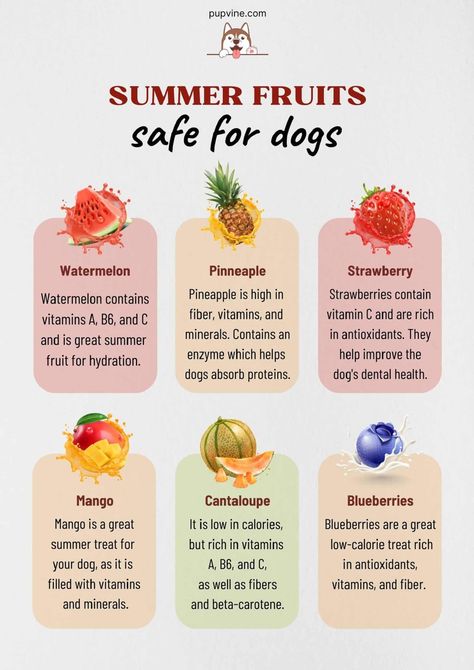 Fruits Dogs Can Eat, Fruit For Dogs, Watermelon For Dogs, Fruit Dogs Can Eat, Summer Dog Treats, Can Dogs Eat Watermelon, Fruits For Dogs, Foods Dogs Can Eat, Beagle Breeds