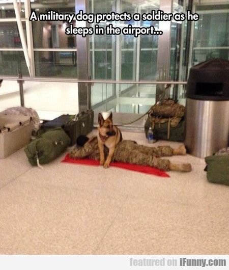 15 Photos Of Military Service Dogs That Prove They Are More Than Just Dogs Military Service Dogs, Dog Soldiers, Protective Dogs, Military Working Dogs, Military Dog, Military Dogs, A Soldier, I Trust, Memes Humor