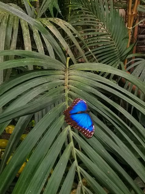 #butterfly #aesthetic #garden #botanic #butterflygarden #zoo #pavilon #butterflies #nature #flowers #floral #floralgarden #mariposa #lepidoptera #papillon #macrophotography #Insects #Wildlife #ButterflyLovers #BeautifulInsects #NatureBeauty #WingsOfWonder #BugLife #🦋 Butterfly Exhibit Botanical Gardens, Butterfly Exhibit, Butterflies Nature, Butterfly Aesthetic, Garden Butterfly, Aesthetic Garden, Nature Flowers, Botanic Garden, Green Witch