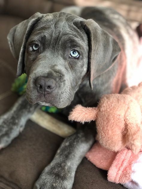 Blue Cane Corso Italiano 11 weeks Cane Corso With Ears, Brindle Cane Corso, Blue Cane Corso, Cane Corso Puppies, Corso Dog, Dog Mommy, Blue Eyed, Cane Corso, Blue Eyes