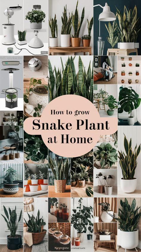 Learn how to easily care for a snake plant at home with these essential tips! 🌿 From choosing the right light and watering schedule to maintaining proper temperature, this guide will help you grow a healthy snake plant indoors. 🏡 Perfect for beginners looking for a low-maintenance yet stylish houseplant. 🌱 #SnakePlantCare #IndoorGardening #SmartPlants #HomeDecor #SmartGardening Snake Plant Decor, Easy Care Houseplants, Snake Plant Care, Right Light, Air Purifying Plants, Keep Alive, Snake Plant, How To Grow, Plant Decor