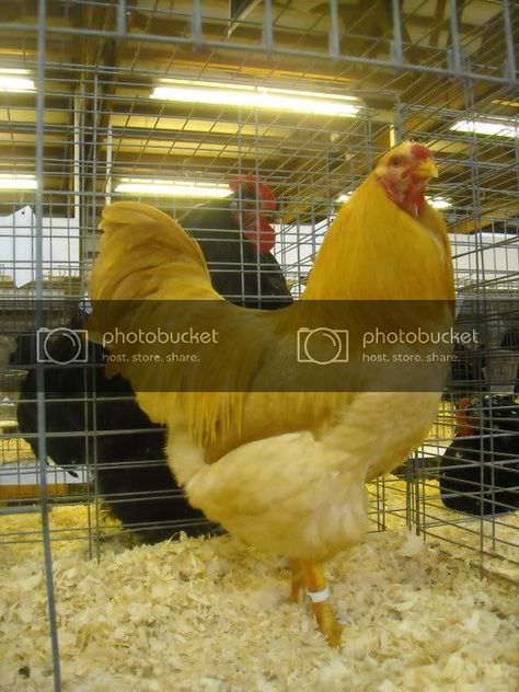 Buff Orpington, Rhode Island Red, How To Raise Chickens, Raise Chickens, Hatching Eggs, Egg Laying, Backyard Chickens, Raising Chickens, Chickens Backyard