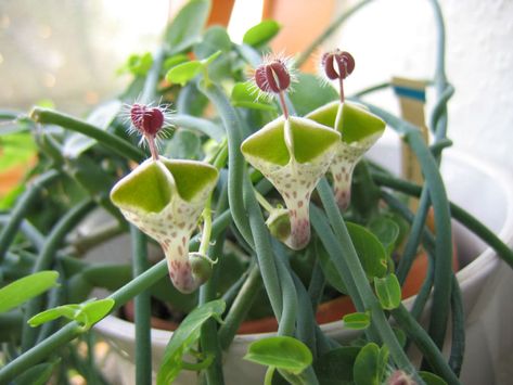 Ceropegia haygarthii (Lantern Flower) is a semi-evergreen, strong growing, twining, stem succulent, with small ovate leaves. The stems are climbing or trailing, fleshy, green, covered with a glaucous bloom, up to 10 feet (3 m) long and 0.25 inch (6 mm) thick. The flowers are up to 1.6 inches... Hanging Plants Diy, Plants Uk, Bonsai Seeds, Hanging Succulents, Plant Covers, Small White Flowers, Unusual Plants, Rare Succulents, Cactus Y Suculentas