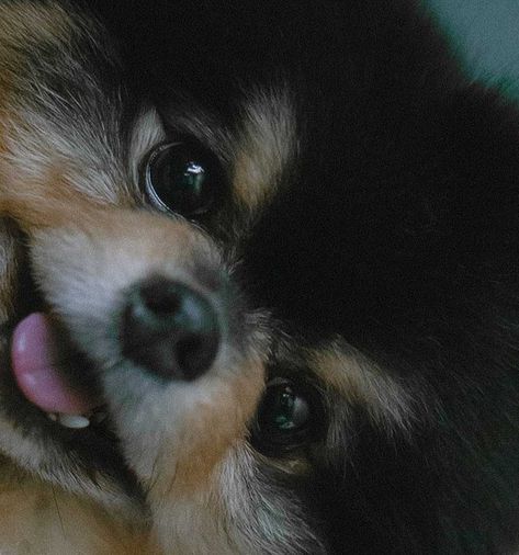 Yountan Pic, Yeontan Cute Wallpaper, Aesthetic Profile Pics, Yeontan Taehyung, V Dog, Yeontan Pictures, No Pfp, Kim Yeontan, Bts Dogs