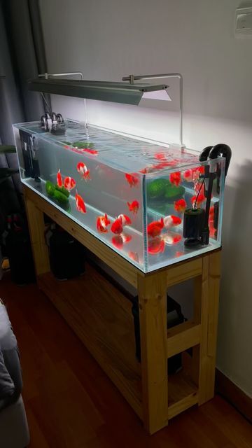 Cool Fish Tank Decorations, Unique Fish Tanks, Goldfish Aquarium, Pet Goldfish, Fish Types, Fish Aquarium Decorations, Fish Tank Themes, Fish Gallery, Amazing Aquariums