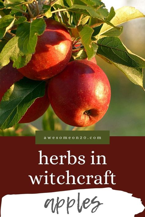 Herbs In Witchcraft, How To Make Applesauce, Kitchen Witchery, Crumble Recipe, Forbidden Fruit, Cooked Apples, Dried Apples, Apple Seeds, Apple Picking