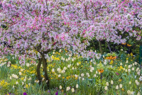 Monet's Garden, France - TownandCountrymag.com Monet Garden Giverny, Low Maintenance Garden Design, Giverny France, Monet's Garden, Chicago Botanic Garden, Aquaponics System, Low Maintenance Garden, Bulb Flowers, Water Lilies