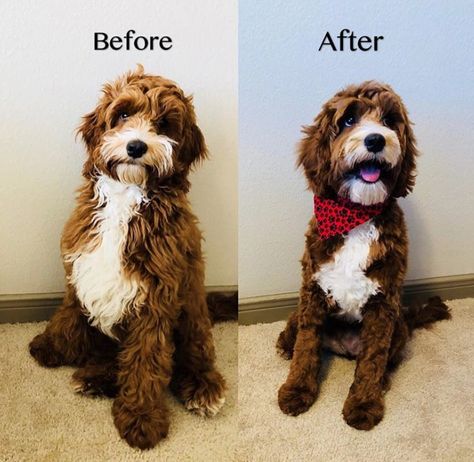 Cockapoo Haircut Cockapoo Haircut, Cockapoo Grooming, Chocolate Tuxedo, Labradoodle Grooming, Goldendoodle Haircuts, Anjing Poodle, Goldendoodle Grooming, Puppy Haircut, Dog Grooming Styles