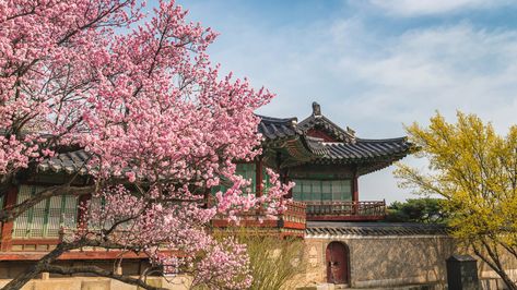 When is the Best Time to Visit South Korea? | Jacada Travel Korean Aesthetic Wallpaper, Aesthetic Korean, Korean Aesthetic, Aesthetic Wallpaper, South Korea, Seoul, Wallpapers, Japan, Pink