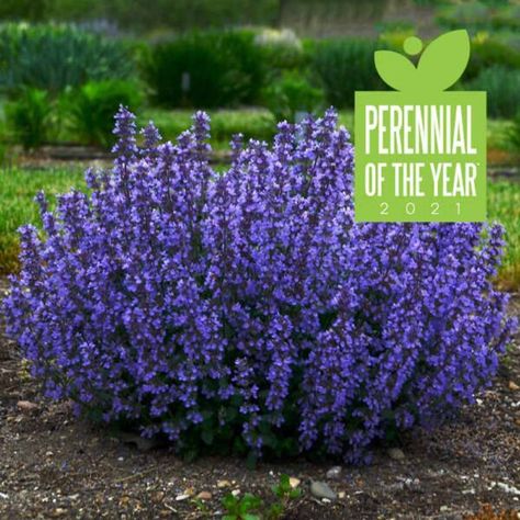 Nepeta Cat's Pajamas Archives - Sugar Creek Gardens Colorado Perennials, Slope Planting, Landscaping Bushes, Deer Resistant Landscaping, Purple Perennials, Driveway Garden, Proven Winners Perennials, Cats Pajamas, Deer Resistant Garden