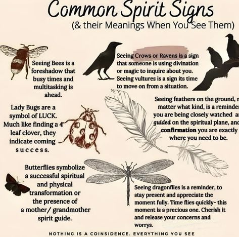 Animal Meanings, Spirit Signs, Witch Tips, Magia Das Ervas, Animal Spirit Guides, Wiccan Magic, Witch Spirituality, Magic Spell Book, Wiccan Spell Book