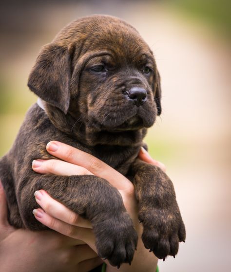 Outlaw Kennel - Cane Corso Puppies for sale - The Outlaw Bloodline! Kane Corso, Cane Corso For Sale, Cana Corso, Cane Corsos, Puppy Socialization, Cane Corso Puppies, Cane Corso Dog, Corso Dog, The Outlaw