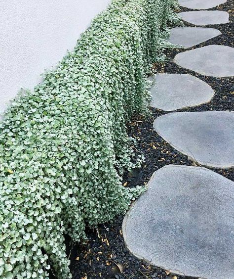 Blue Stone Pathway, Australian Courtyard, Bluestone Paving, Decking Outdoor, Stepping Stone Pathway, Tiles Outdoor, Bluestone Pavers, Outdoor Pavers, Narrow Garden