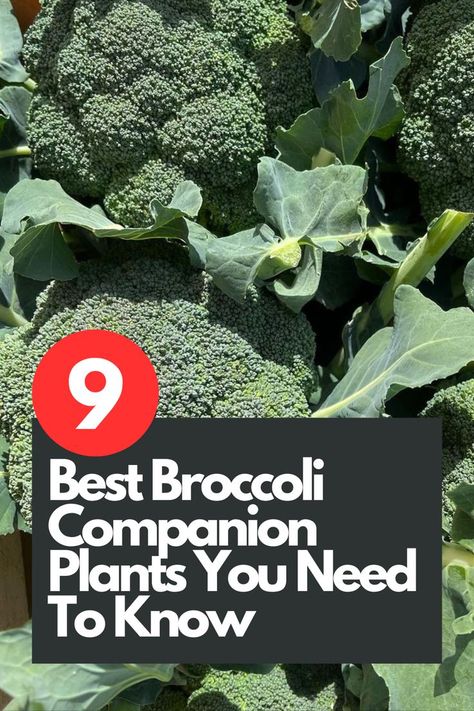 Looking to maximize your broccoli's growth and flavor? Discover the top 9 companion plants that can enhance your broccoli's health and yield. From marigolds to dill, these carefully selected companions provide natural pest control, nutrient enrichment, and improved soil conditions. Learn about the unique benefits each companion plant brings to your broccoli patch, creating a harmonious and thriving garden ecosystem. IG Photo by: andrewsfamilyfarm The Best Broccoli, Best Broccoli, Companion Plants, Natural Pest Control, Thriving Garden, Plant Powered, Radishes, Companion Planting, Pest Control