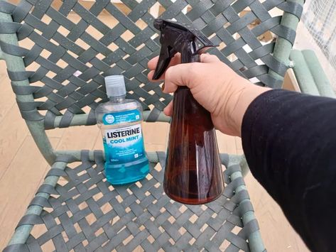 Discover how to create a homemade mosquito repellent using Listerine mouthwash. Perfect for outdoor gatherings, this DIY solution is easy to make and effective in deterring pesky insects. Mosquito Repellent Homemade Outdoor, Mosquito Repellent For Yard, Homemade Mosquito Spray, Homemade Mosquito Repellent, Mosquito Deterrent, Natural Fly Repellant, Diy Mouthwash, Repellent Diy, Mosquito Repellent Homemade