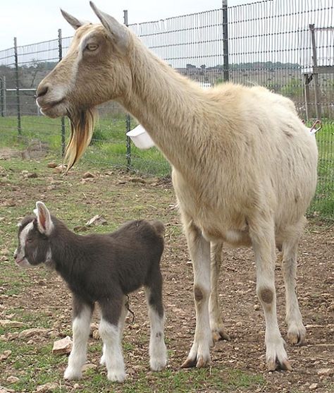 Toggenburg Dairy Goat is a Swiss breed credited as being the oldest known dairy goat breed. They are medium in size with upright ears and their milk has an average butterfat of about 3.3%. Henry Domestic Animals & livestock Farming are suppliers of Toggenburg Dairy Goat. For more details visit - http://www.hdalfarminggroup.com/toggenburg-dairy-goat.htm Toggenburg Goat, Animals And Their Babies, Alpine Goats, Goat Kidding, Mini Cows, Livestock Farming, Dairy Goats, Domestic Animals, Goat Farming