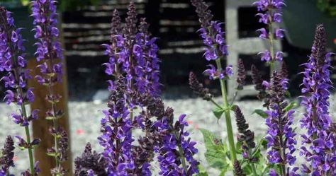 Flowering Salvia May Night Perennial Salvia, Salvia Plant, May Night Salvia, Outside Decor Ideas, Salvia Plants, Meadow Sage, Deer Resistant Garden, Memory Garden, Portland Japanese Garden