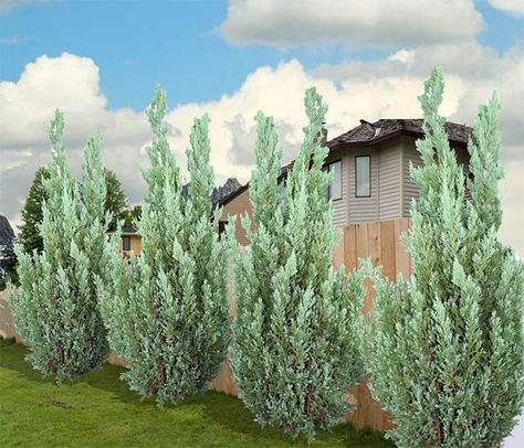 Juniper Blue Point, Blue Point Juniper Landscaping, Block Neighbors View, Blue Arrow Juniper, Blue Point Juniper, Sky Pencil Holly, Privacy Landscaping Backyard, Fountain Pond, French Landscape