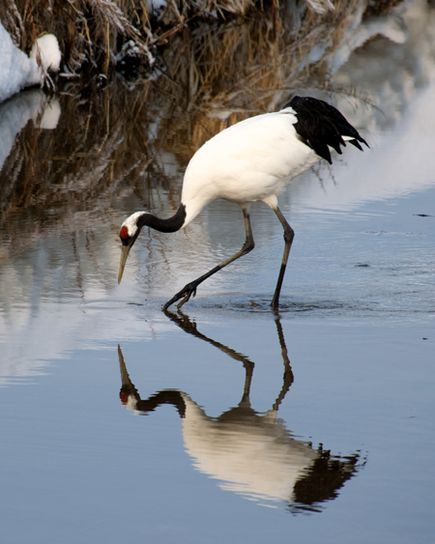 Red-Crowned Crane, de largest crane in Japan. Red Crowned Crane, Crowned Crane, Red Crown, Crane Bird, Herons, Shorebirds, Japan Photo, Big Bird, Chinese Painting