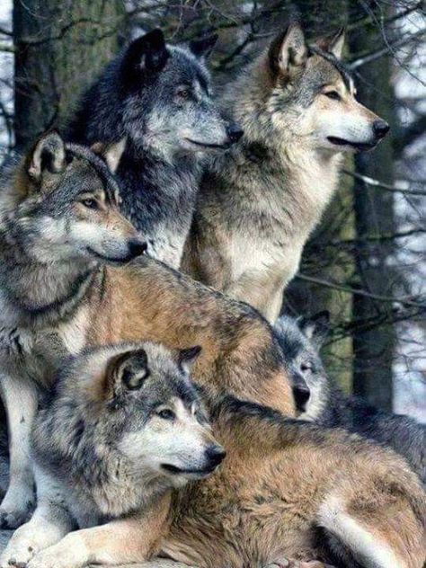 In The Woods, Wolves