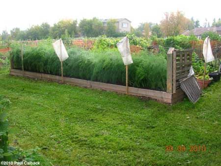 raised bed asparagus Raised Asparagus Bed, Asparagus Raised Bed, Asparagus Beds Ideas, Asparagus Bed Ideas, Asparagus Garden Bed, Planting Asparagus, Asparagus Bed, Asparagus Garden, Growing Asparagus