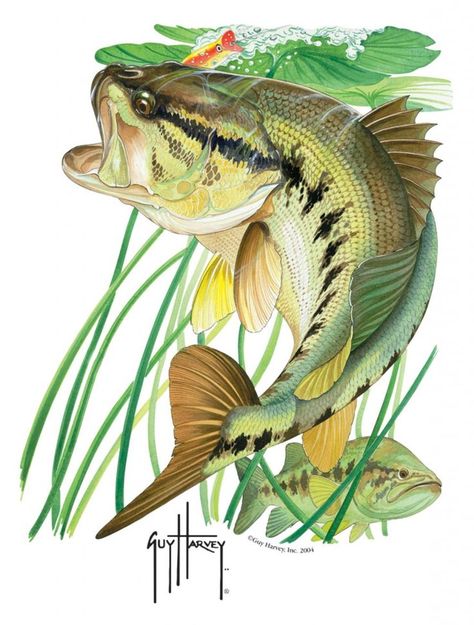 Guy Harvey Art, Bass Design, Bass Fishing Tips, Fishing Pictures, Guy Harvey, Largemouth Bass, Types Of Fish, Catching Fish, Gone Fishing