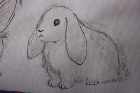 Lop-eared bunny drawing Floppy Ear Bunny Drawing, Floppy Eared Bunny Drawing, Lop Eared Bunny Drawing, Floppy Bunny Ears Drawing, Bunny Ears Drawing, Lop Eared Bunny, Bunny Sketches, Floppy Eared Bunny, How To Draw Ears