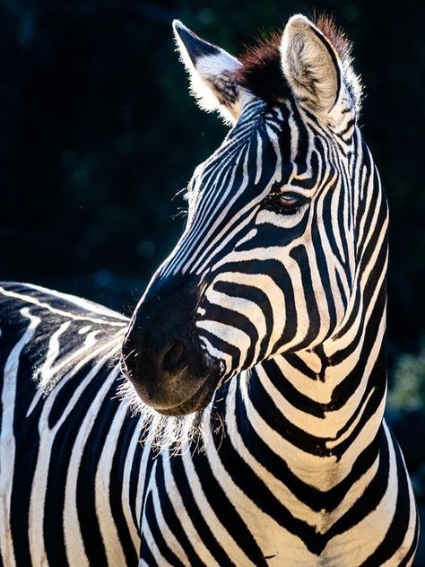 Zebra Close Up, Zebra Photography Amazing Photos, Zebra Photography, Zebra Photo, Zoo Photography, Zebra Pictures, Zebra Face, Fort Worth Zoo, Zebra Painting