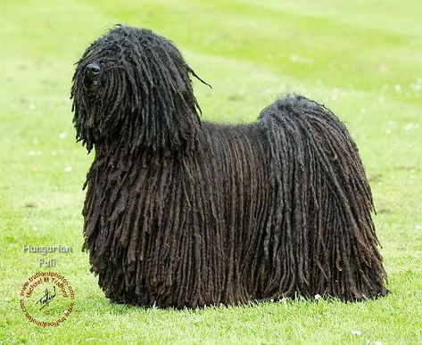 Hungarian Puli Hungarian Puli Dog, Black Dogs With Dyed Hair, Hungarian Puli, Black Big Dogs, Mop Dog, Puli Dog, Funny Animal Pics, Afghan Dogs Long Hair, Eat Sleep Rave Repeat