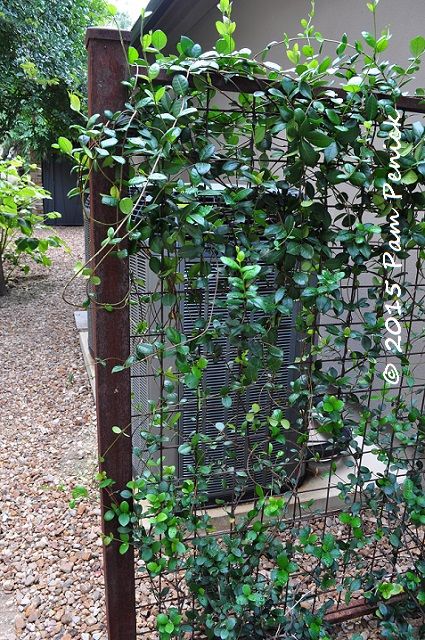 wire trellis with vine (jasmine in this case) to screen utlilties. Modern Trellis Design, Wire Trellis, Modern Trellis, Evergreen Garden, Garden Vines, Garden Screening, Trellis Design, Evergreen Plants, Garden Trellis