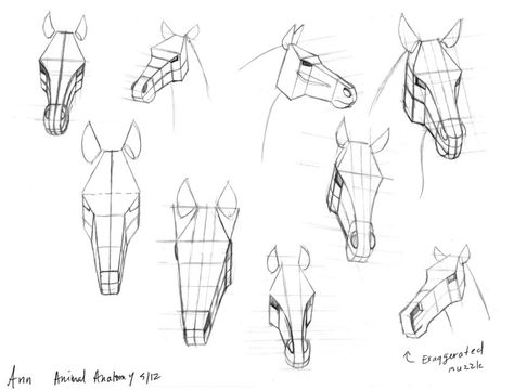 Horse heads by anncocopuff Horse Head Drawing Realistic, Horse Head Proportions, Horse Head Anatomy Drawing, Horse Face Anatomy, Horse Frontal View Drawing, How To Draw A Horse Head, Horse Head Reference, Horse Head Anatomy, Animal Head Drawing