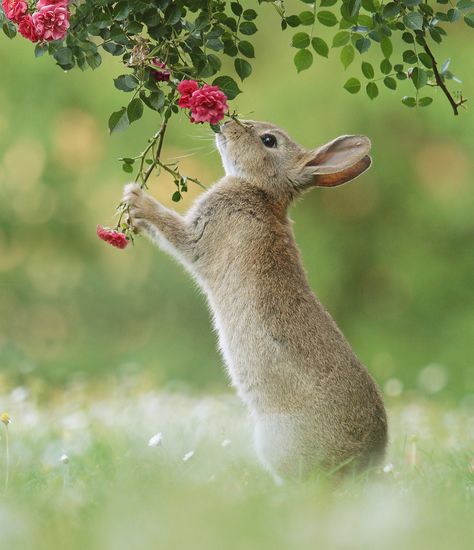 Austrian Wildlife Photographer Captured Uplifting Moments Of These Little Forest Critters (77 New Pics) Regard Animal, Animal Photography Wildlife, Rabbit Life, Spring Animals, Cute Wild Animals, Cute Animal Photos, Wildlife Animals, Cute Animal Pictures, Animal Wallpaper